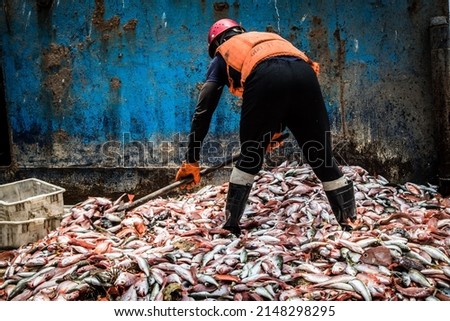 A fisherman shovels fish on the deck of a fishing trawler