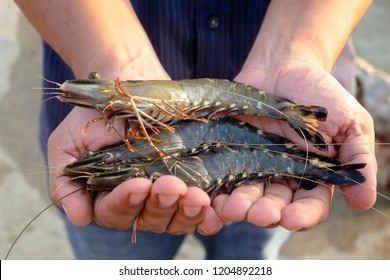 Fisherman Show Live Black Tiger Shrimps in His Hands in the Morning.