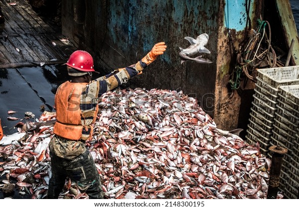 a fisherman throws away a shark as bycatch from a\
fishing trawler