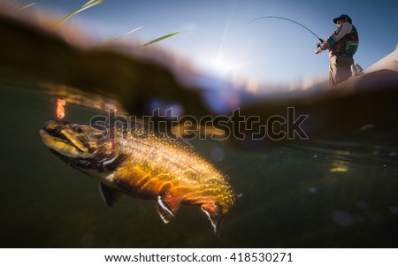 Fisherman and trout, underwater view
