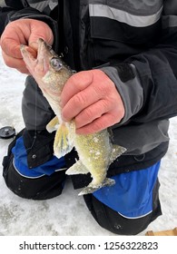 Fisherman Unhooking A Walleye While Ice Fishing