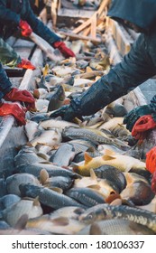 Fisherman At Work/Fishing Industry