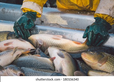 Fisherman At Work/Fishing Industry