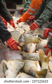 Fisherman At Work/Fishing Industry