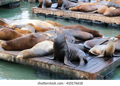 Fisherman's Wharf Sea Lions