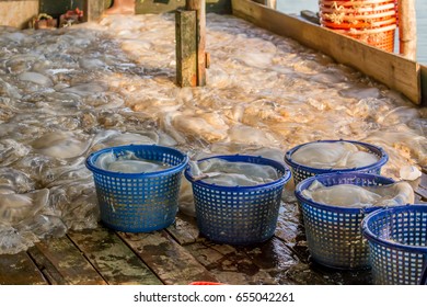  Fishermen Process Jellyfish Catch In The South Of Thailand.