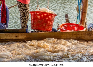  Fishermen Process Jellyfish Catch In The South Of Thailand.