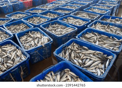 Fishermen sorting fish in baskets. Fresh fish in baskets freshly caught from the sea for sale at Sendang biru fish auction 