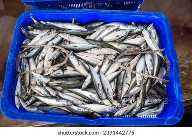 Fishermen sorting fish in baskets. Fresh fish in baskets freshly caught from the sea for sale at Sendang biru fish auction 