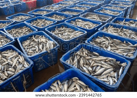 Fishermen sorting fish in baskets. Fresh fish in baskets freshly caught from the sea for sale at Sendang biru fish auction 