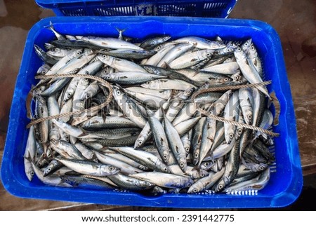 Fishermen sorting fish in baskets. Fresh fish in baskets freshly caught from the sea for sale at Sendang biru fish auction 