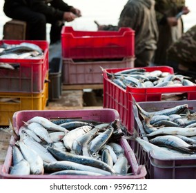 fishers crew put catch of fish in boxes