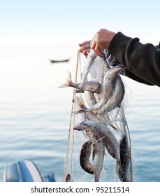 Fishers Hands Lift A Net With Fish