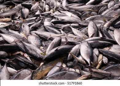8,192 Fish kill Images, Stock Photos & Vectors | Shutterstock