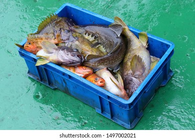 Fishes In Box, The Result Of Sport Fishing.  Codfish (Pacific Cod, Gadus Macrocephalus), Different Species Of Rockfish (Sebastes). Kuril Islands, The Sea Of Okhotsk. 