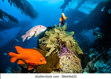 Fishes At Catalina Island