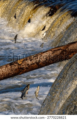 Fishes go for spawning upstream, jumping over waterfall.