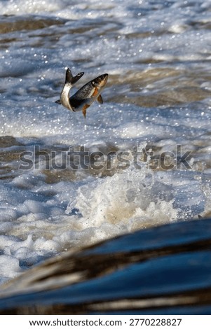 Fishes go for spawning upstream, jumping over waterfall.
