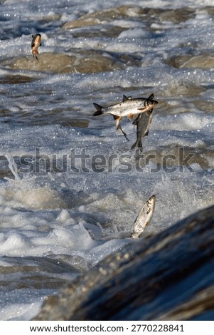 Fishes go for spawning upstream, jumping over waterfall.