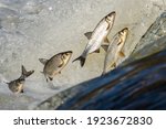 Fishes go for spawning upstream. Vimba jumps over waterfall on the Venta River, Kuldiga, Latvia.