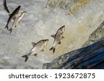 Fishes go for spawning upstream. Vimba jumps over waterfall on the Venta River, Kuldiga, Latvia.