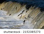 Fishes go for spawning upstream. Vimba jumps over waterfall on the Venta River. Kuldiga, Latvia.