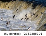 Fishes go for spawning upstream. Vimba jumps over waterfall on the Venta River. Kuldiga, Latvia.