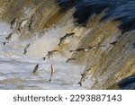 Fishes go for spawning upstream. Vimba jumps over waterfall on the Venta river, Kuldiga, Latvia.