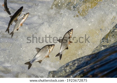 Fishes go for spawning upstream. Vimba jumps over waterfall on the Venta River, Kuldiga, Latvia.