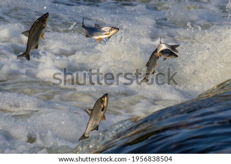 Fishes go for spawning upstream. Vimba jumps over waterfall on the Venta River, Kuldiga, Latvia.