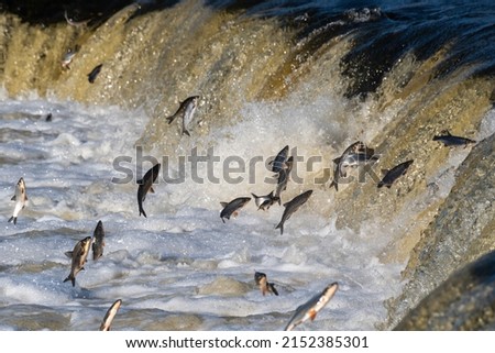 Fishes go for spawning upstream. Vimba jumps over waterfall on the Venta River. Kuldiga, Latvia.