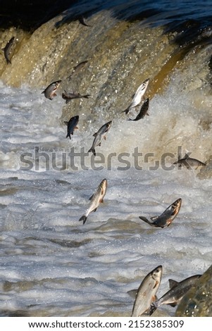 Fishes go for spawning upstream. Vimba jumps over waterfall on the Venta River. Kuldiga, Latvia.