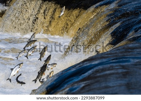 Fishes go for spawning upstream. Vimba jumps over waterfall on the Venta river, Kuldiga, Latvia.