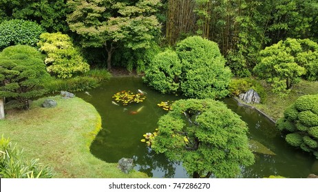 Fishes In Japanese Tea Garden Pond.