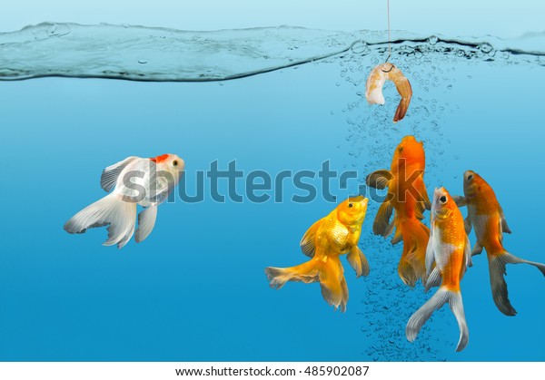 fishes nibble at the bait , a fish look the bait carefully as carefully study benefit of investment 