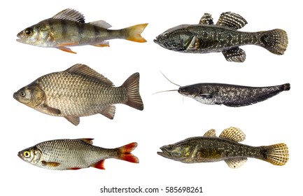 魚えら の画像 写真素材 ベクター画像 Shutterstock 魚えら の画像 写真素材 ベクター画像 Shutterstock