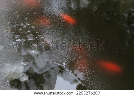 Fishes swimming under ice in the winter pond