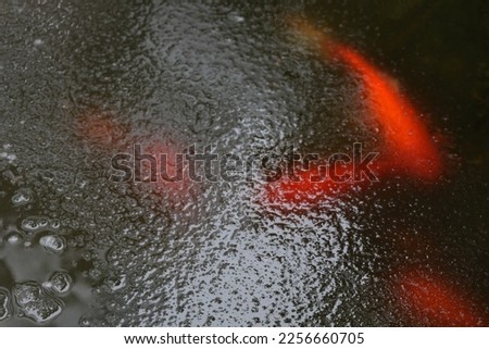 Fishes swimming under  ice in the winter pond, closeup  top view