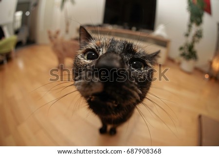 Fisheye cat