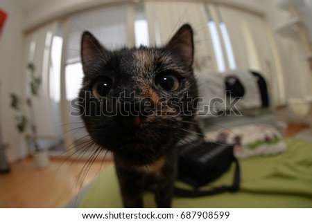 Fisheye cat