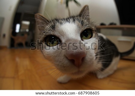 Fisheye cat