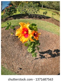 Fisheye Photo Of Sunflower From High Angle