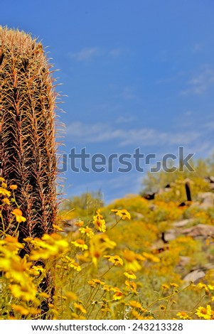 Fishhook Barrel Cactus  