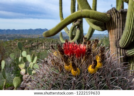 A Fishhook or Candy Barrel Cactus in bloom with red flowers and yellow fruit. Prickly Pear and Saguaro Cacti with hills and mountains. A beautiful Sonoran Desert landscape. Pima County, Arizona.