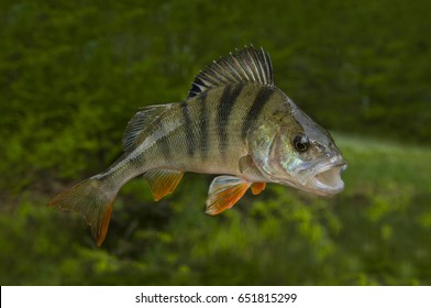 Fishing Background With Perch Fish