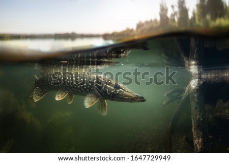 Fishing background. Underwater Pike predator.	