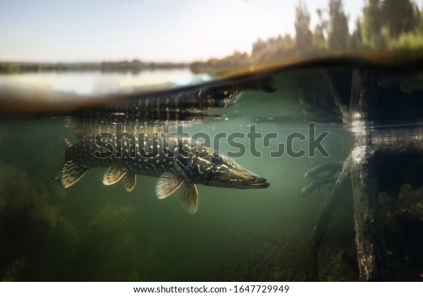 Fishing
background. Underwater Pike
predator.	