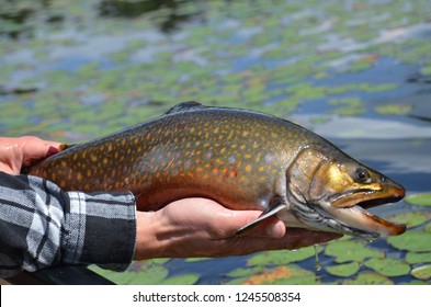 Fishing the beautiful Brookie: Brook Trout of Ontario