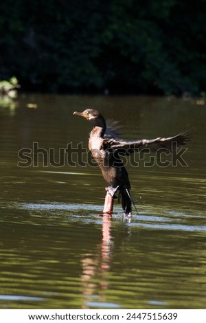 a fishing bird drying its wings in a lagoon
