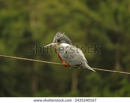 Fishing Bird known as 